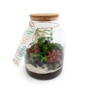 Terrarium tropical plants